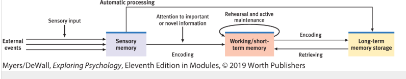 <ul><li><p>encoding</p></li><li><p>storage</p></li><li><p>retrieval</p></li></ul><p></p>