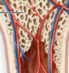 <p>inside the epiphysis; has red bone marrow (where blood cells are made)</p>