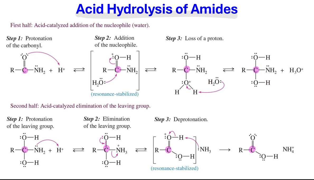 <p>Starting : </p><ul><li><p>Amide → R–C(=O)–NHR′</p></li></ul><p>Reagent: </p><ul><li><p>H<sub>3 </sub>O<sup>+</sup> ( or strong acid H<sub>2</sub>SO<sub>4</sub>) </p></li><li><p> H<sub>2</sub>O</p></li></ul><p>Mechanism</p><p>Part 1:</p><ol><li><p>the Amide Oxygen attacks the H<sup>+ </sup>(acid) taking a hydrogen making (OH)</p></li><li><p>water comes in and attacks the carbon of the amides cause the double bond with oxygen and carbon to become single bonded</p></li><li><p>Another water comes in and takes a hydrogen from the H-O-H</p></li></ol><p>Part 2: </p><ol><li><p> Another Acid (H<sup>+</sup>) comes in and the Nitrogen (NH<sub>2</sub>) attacks it  taking a Hydrogen making (NH<sub>3</sub>)</p></li><li><p>The NH<sub>3</sub> Leaves restoring the double bond with carbon and oxygen </p></li><li><p>the NH<sub>3 </sub> takes the Hydrogen from the O </p></li></ol><p>End Product: </p><ul><li><p>carboxylic acid </p></li><li><p>NH<sub>4</sub></p></li></ul><p></p>
