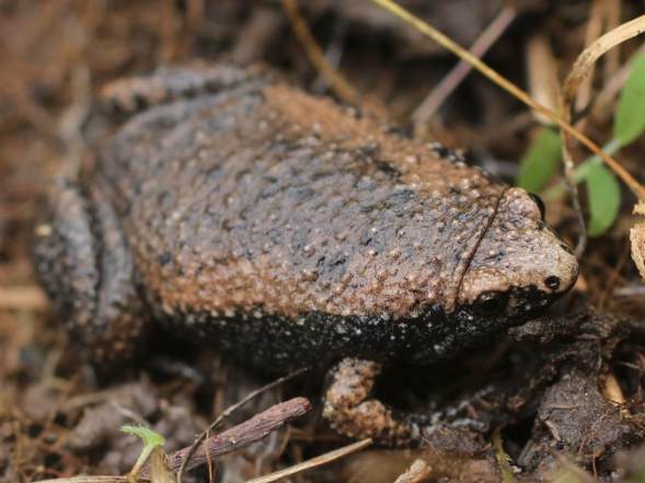 <p>Honestly, if you can’t ID this frog yet, I feel sorry for you. It’s been on two quizzes so far.</p>