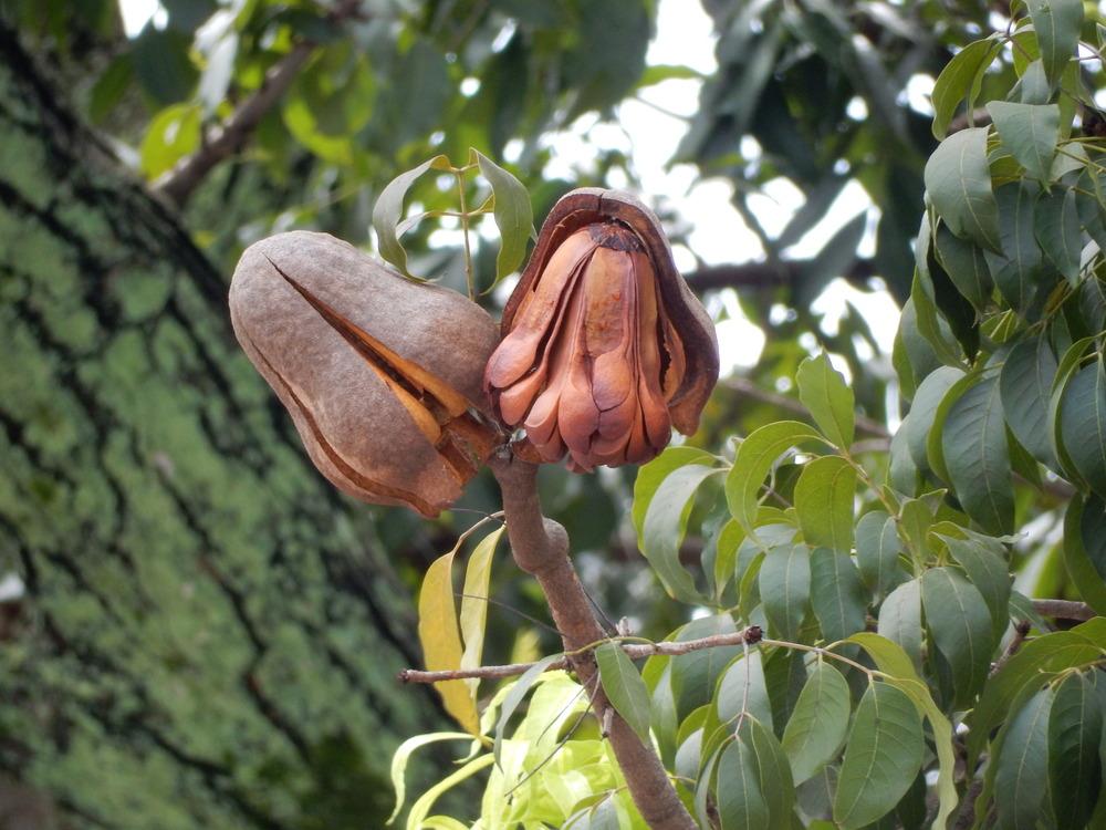 <p>Mahogany</p>