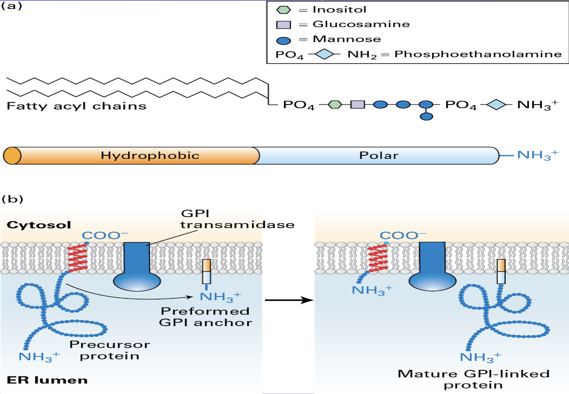 <ul><li><p><span><span>a complex glycolipid that anchors proteins to the outer surface of the cell membrane</span></span></p></li><li><p><span><span>n eukaryotes for roles like cell-surface receptors, enzymes, and adhesion molecules</span></span></p></li></ul><p></p>