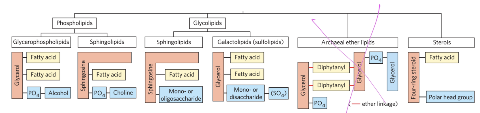 <p>have a polar head group and np tail (uaully attached to fatty acids)</p><ul><li><p>differ in their backbones, fatty acids, and head groups</p></li></ul><p></p>
