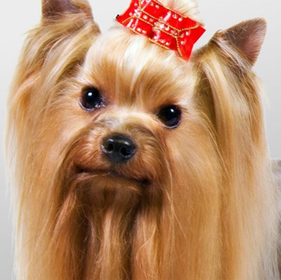 <p>Yorkshire Terrier</p>