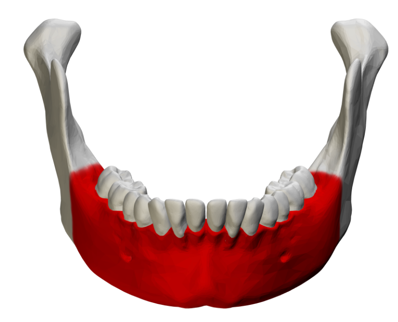 <p>mandible; horizontal portion that forms the chin</p>