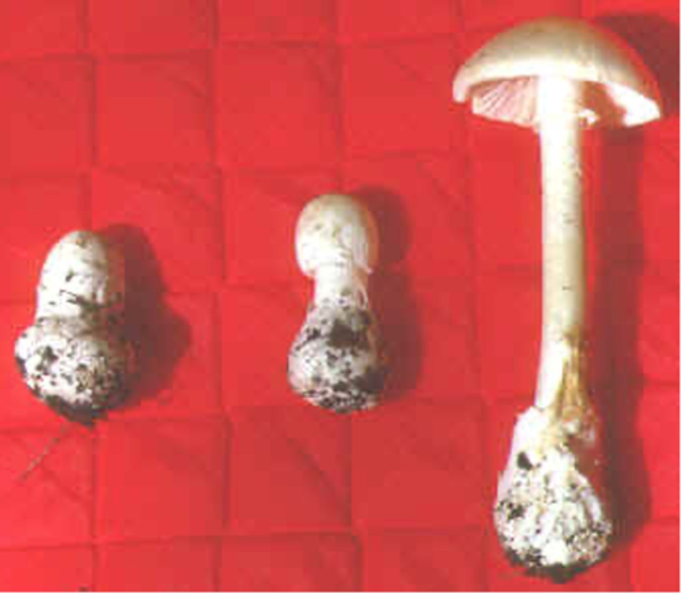 <p>Amanita bisporigera, A. ocreata, A.phalloides, A. verna,A. virosa, etc.;</p><p>Galerina autumnalis, G. marginata, etc.;</p><p>Lepiota spp</p><p>.Conocybe filaris</p>