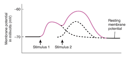 <ul><li><p>if one graded potential is still present when another occurs (2nd stimulus), they add together to produce a larger graded potential</p></li></ul><p></p>
