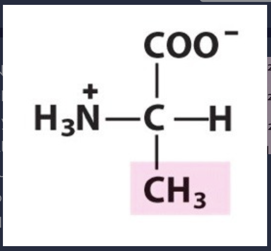 Chem 20 Protein Amino Acids Flashcards Knowt