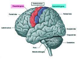 <p>postcentral gyrus</p>