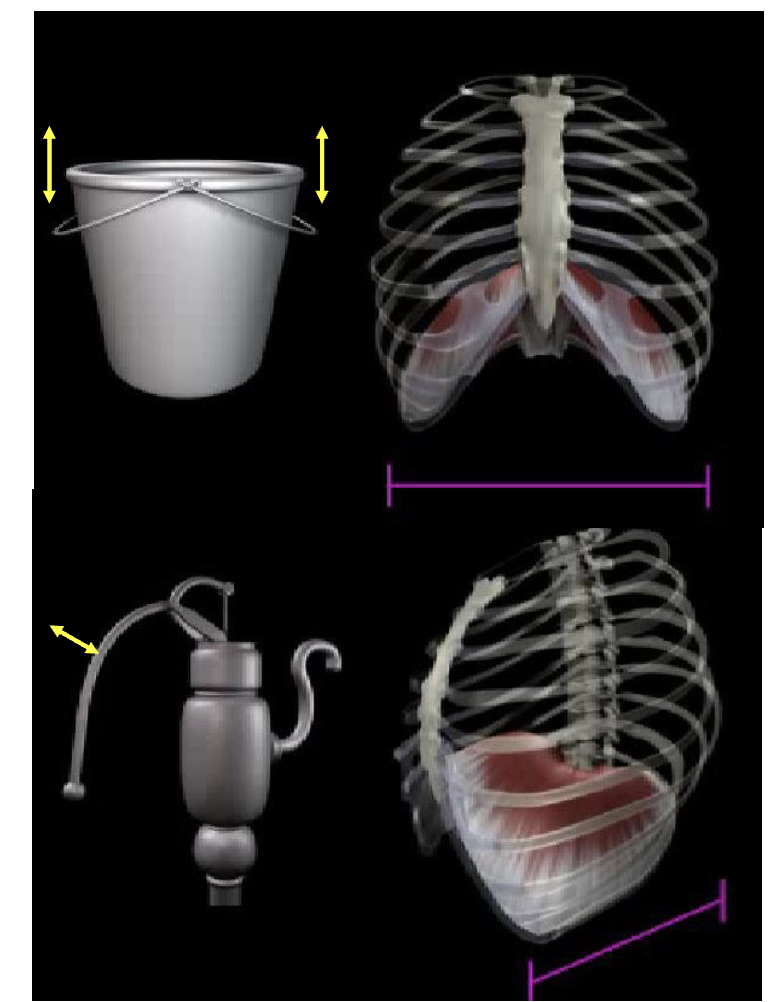 <p>“bucket and pump handle”</p><p><span>The thorax undergoes "bucket handle" and "pump handle" movements during breathing, which change the dimensions of the chest cavity. </span></p><ul><li><p><span>The upper ribs, particularly 2-6, exhibit pump handle movement, where their sternal ends lift up and down, increasing the antero-posterior diameter of the thorax</span></p></li><li><p><span>. The lower ribs (7-10) demonstrate bucket handle movement, where they swing outwards, increasing the transverse diameter of the thora</span></p></li></ul><p></p>