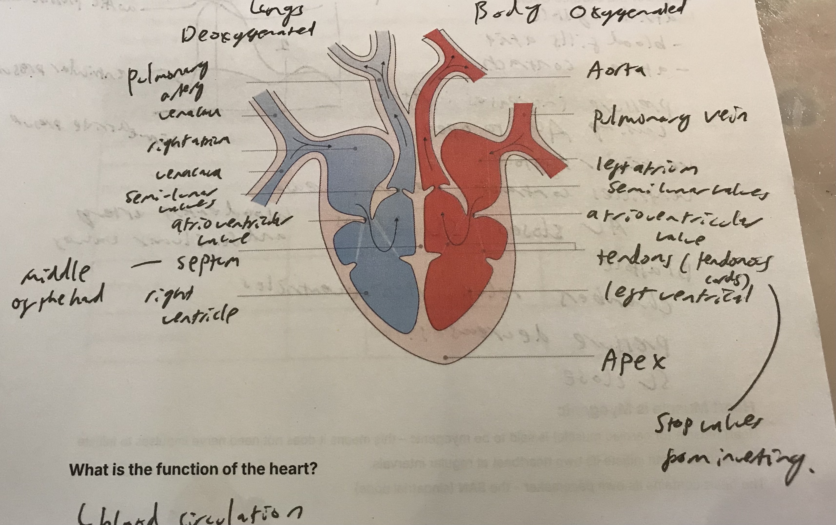 knowt flashcard image
