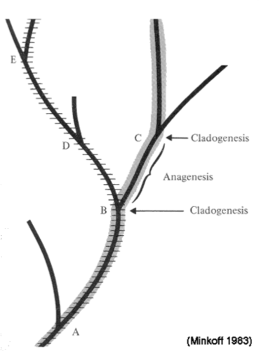 <p>-Also known as "phyletic change", is speciation wherein the ancestor species wholly morphs into the new species, such that there are no remaining other populations of the ancestor species and the species can be considered extinct</p><p>-Sequence of species, no increase in # of species.</p>