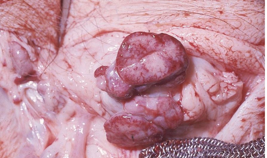 <p>This photo shows the mandibular lymph node of a pig. Name two foreign animal diseases that should be on your differential list. </p>