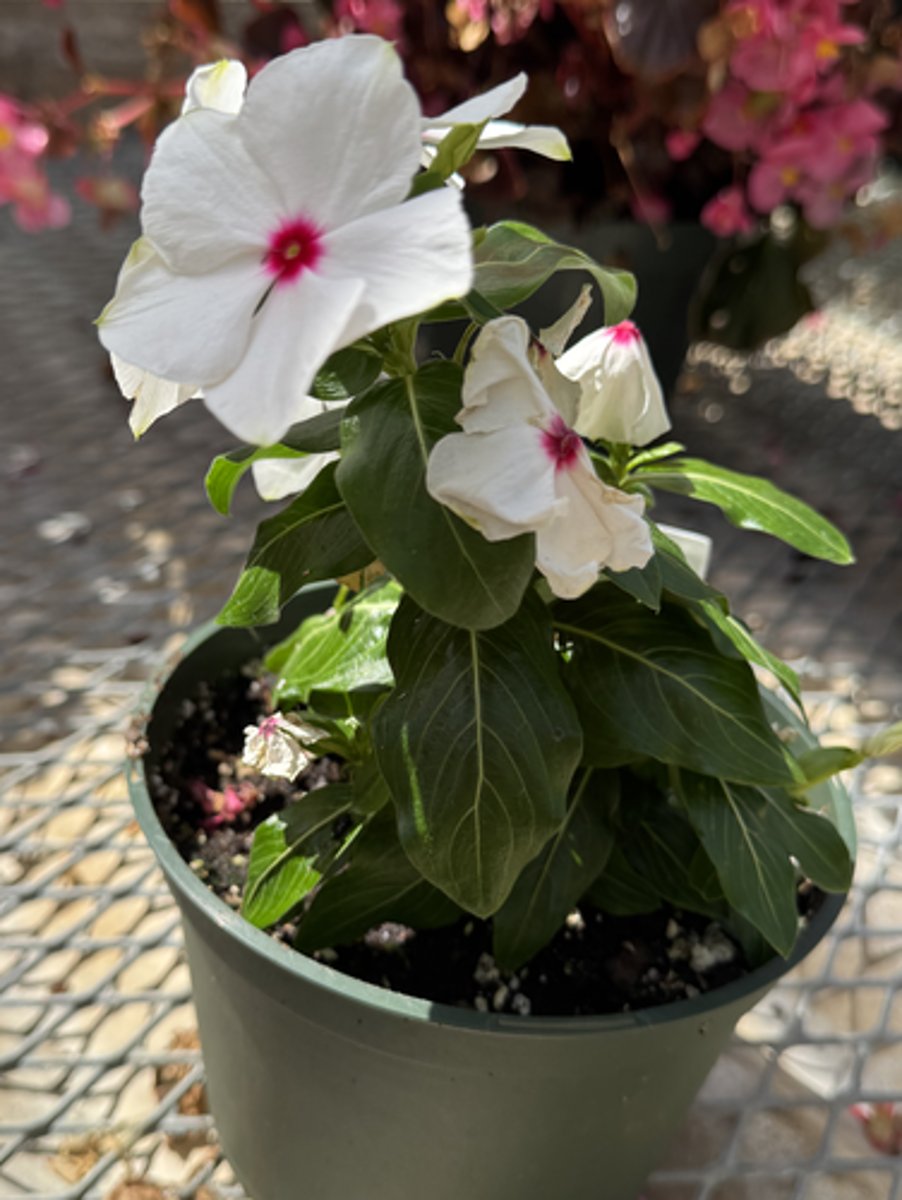<p>What is the common name for this plant?</p>