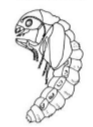 <p>type of pupae: legs and wings are free</p>