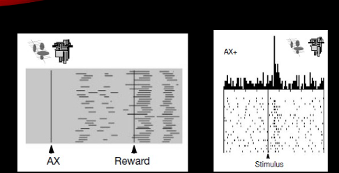 <p>Stage 2: present A and X then reward</p>