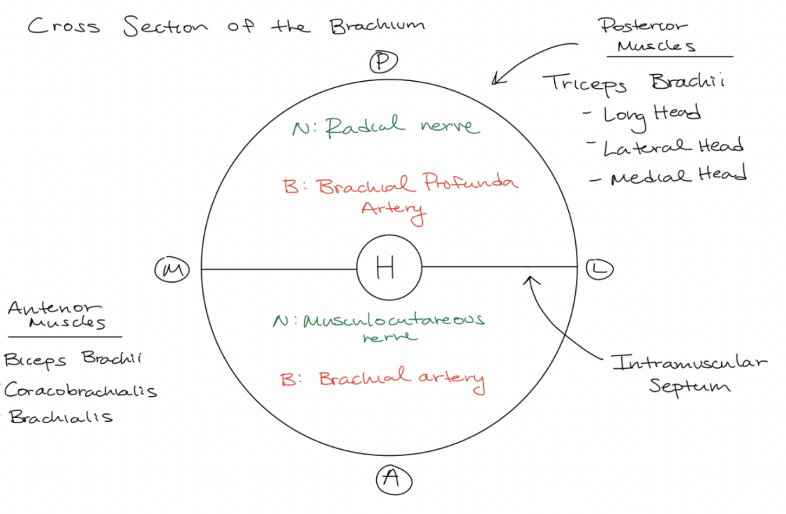 <p>look at diagram </p><p></p>