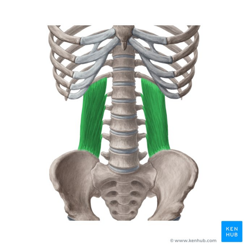 <p>quadratus lumborum </p>