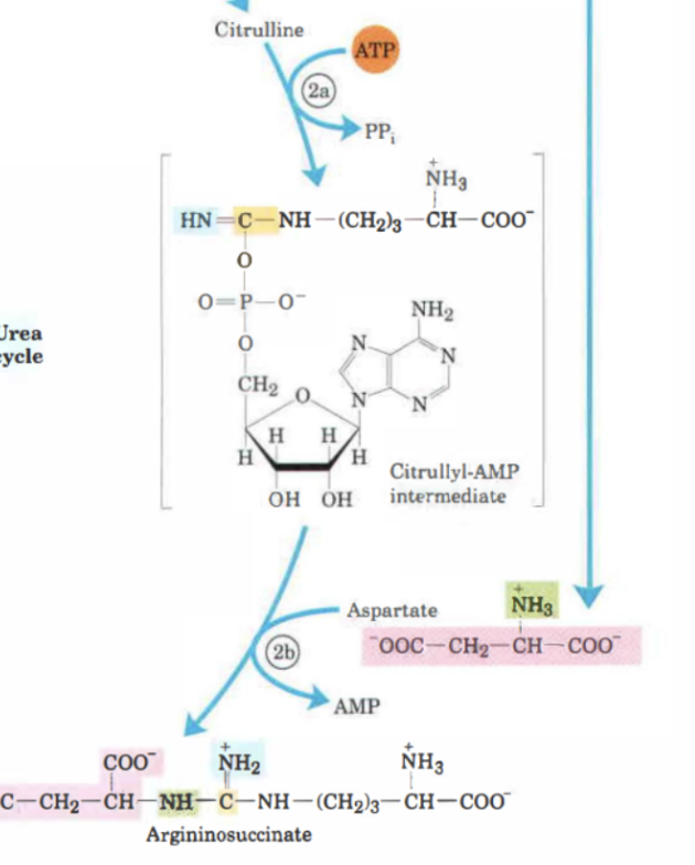 <p>Citrulin omvandlas till <strong>argininosuccinat</strong> genom att <strong>aspartat</strong> tillför en aminogrupp. Det katalyseras av <strong>argininosuccinat syntetas. </strong>Här krävs en ATP. </p>