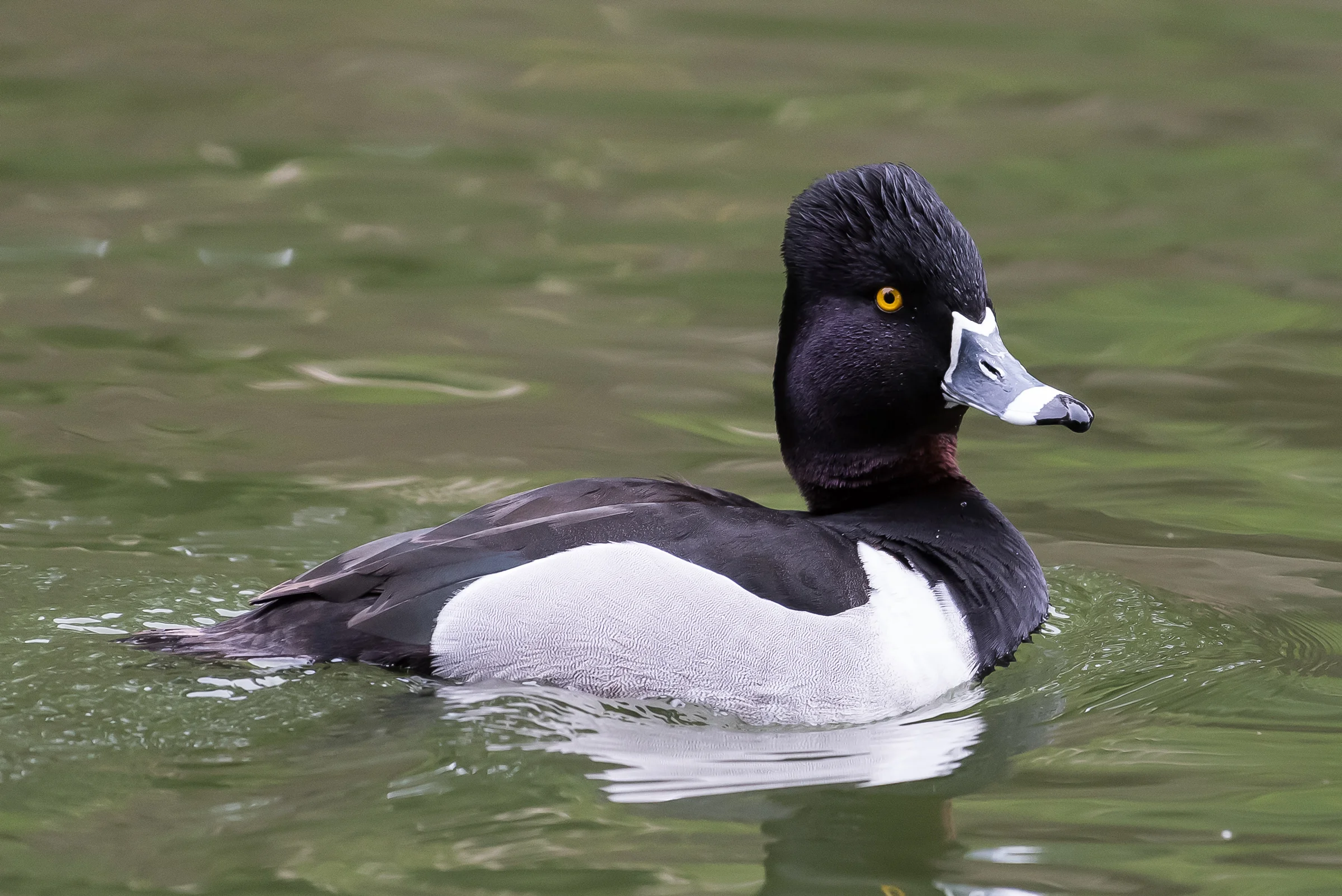 Anseriformes - Anatidae - Aythya collaris