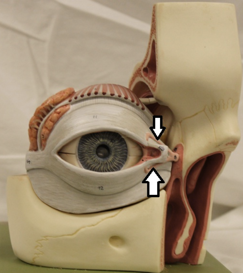 <p>identify the structure (pink lines)</p>