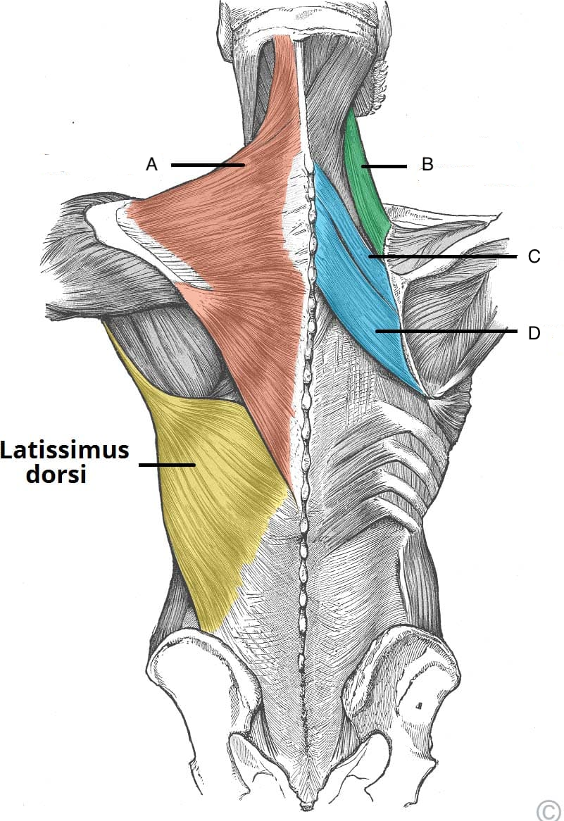 <p>A</p>