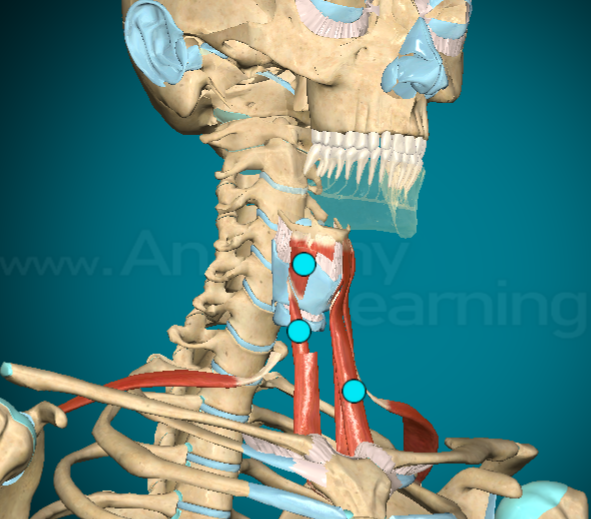 <ul><li><p>What? Infrahyoid muscles</p></li><li><p>f(x): keeps hyoid bone in place</p></li></ul><p></p>