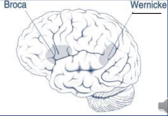 <p>postcentral gyrus: contains primary somatosensory cortes, processes touch, pain and temp</p><p>wernicke’s area: comprehension of written/spoken language, partially in the temporal lobe</p><p>it is after the frontal lobe, before the occipital lobe </p>