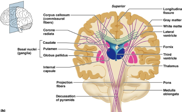 <p>• <strong>cerebral cortex:</strong> <u>outer gray</u><br>matter<br>• <strong>cerebral white matter:</strong><br><u>myelinated axons </u>extending<br>in 3 directions<br>• <strong>association</strong> fibers: connect<br>cortical areas w/in <u>same<br>hemisphere</u><br>• <strong>commissural</strong> fibers:<br>connect <u>corresponding<br>lobes of diff. hemisphere</u>s<br>(crosses over)<br>   • <strong><u>corpus callosum</u></strong><br>   • anterior commissure<br>   • posterior commissure<br>•<strong> projection</strong> fibers: form<br><u>descending &amp; ascending<br>tracts </u>(internal capsule)</p>