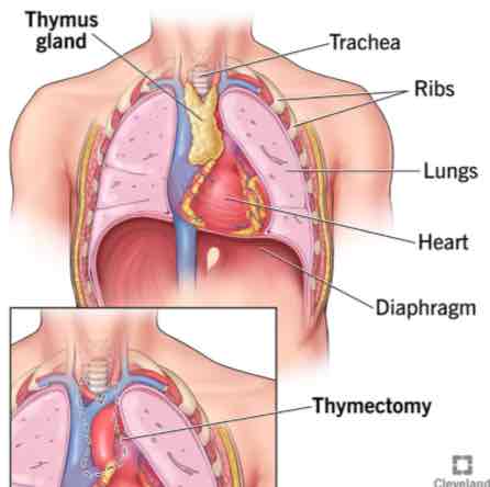 <p><strong><span>Thymus</span></strong></p>