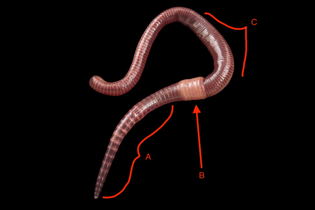 <ol><li><p>Which clade does this worm belong to?</p></li><li><p>Identify the regions and structure in the photo</p></li></ol><p></p>