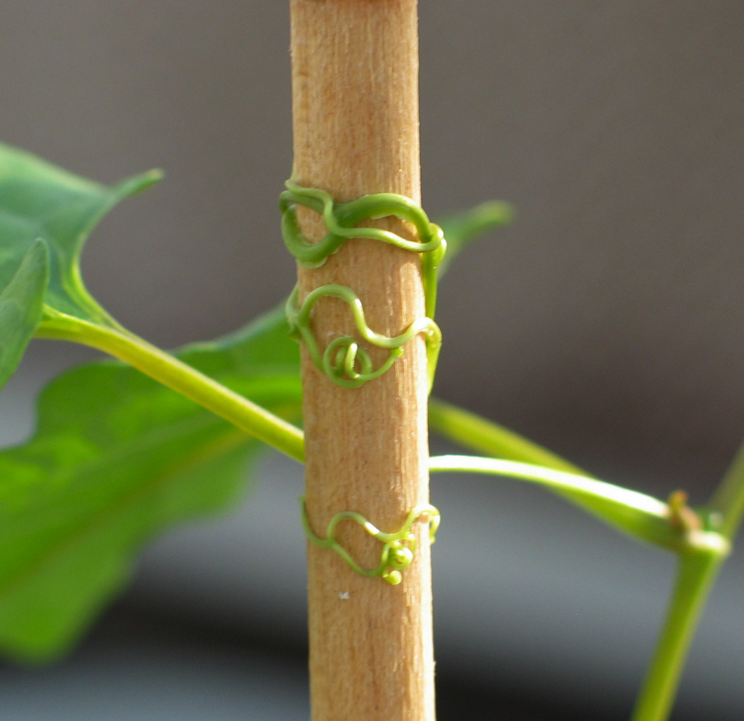 <p> growth of a plant toward or away from touch (ex: grape tendrils grow around wires</p>