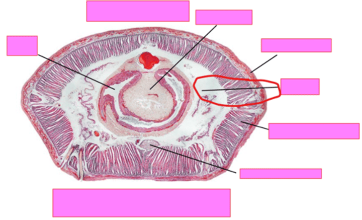 <p>phylum? pointing to?</p>