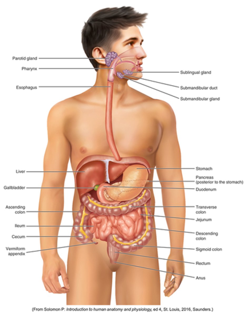 <p>Know anatomy:</p>