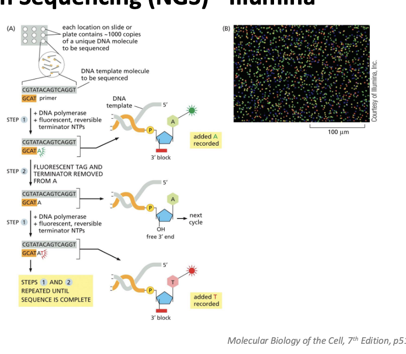 <ul><li><p>allows sequencing of thousands of millions of DNA molecules simultaneously</p></li><li><p>high speed, reduced cost</p></li><li><p>a genome or other large DNA sample is broken into millions of short fragments</p></li><li><p>the sequences are amplified on a solid surface with <u>covalently attached linkers</u></p></li><li><p>diagram</p><ul><li><p>each location on slide or plate contains ~1000 copies of a unique DNA molecule to be sequenced</p><ol><li><p>add DNA polymerase, fluorescent, reversible terminator NTPs → A is added and recorded</p></li><li><p>fluorescent tag and terminator removed from A → now have free 3’ OH</p></li><li><p>add DNA polymerase, fluorescent, reversible terminator NTPs again → added T is recorded</p></li></ol></li></ul></li></ul><p></p>