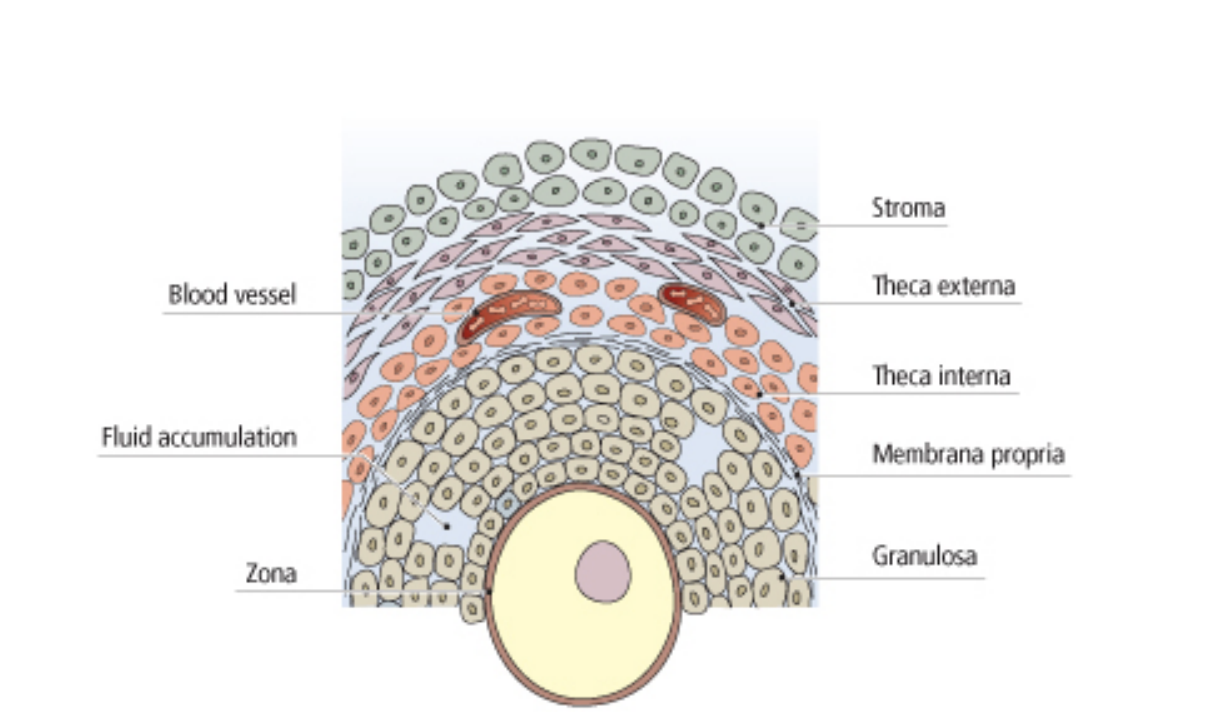 <p>in the theca interna only I think </p>