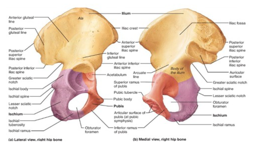 <p>Cup-shaped hollow, where the head of the femur sticks into joint</p>