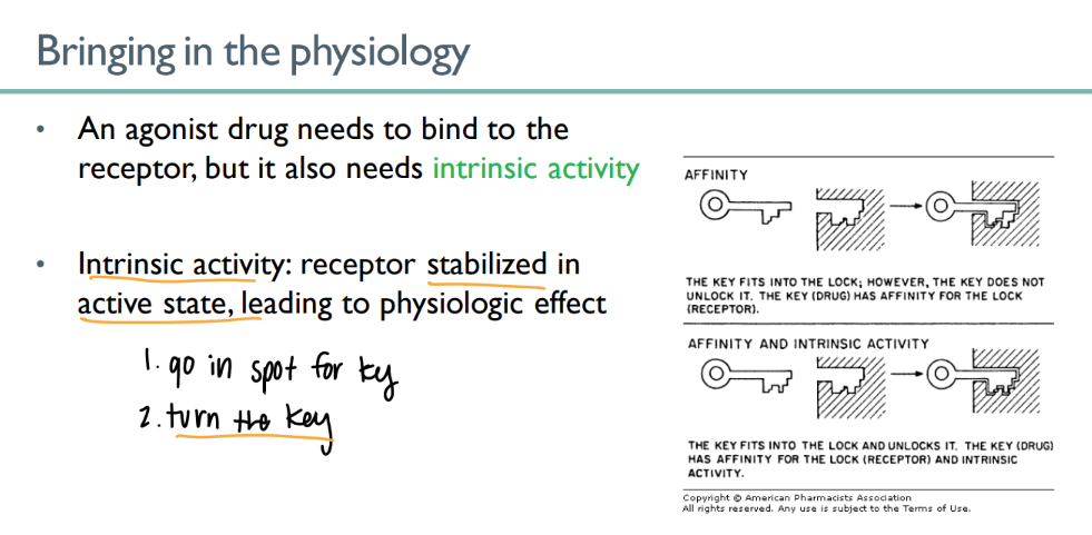 <p>receptor STAYS active (not just TURNED active for a millisecond) </p>