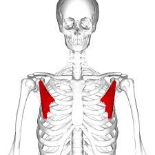 <p>Origin: ribs 3-5</p><p>Insertion: coracoid process of the scapula</p><p>Action: depression, protraction, downward rotation</p>