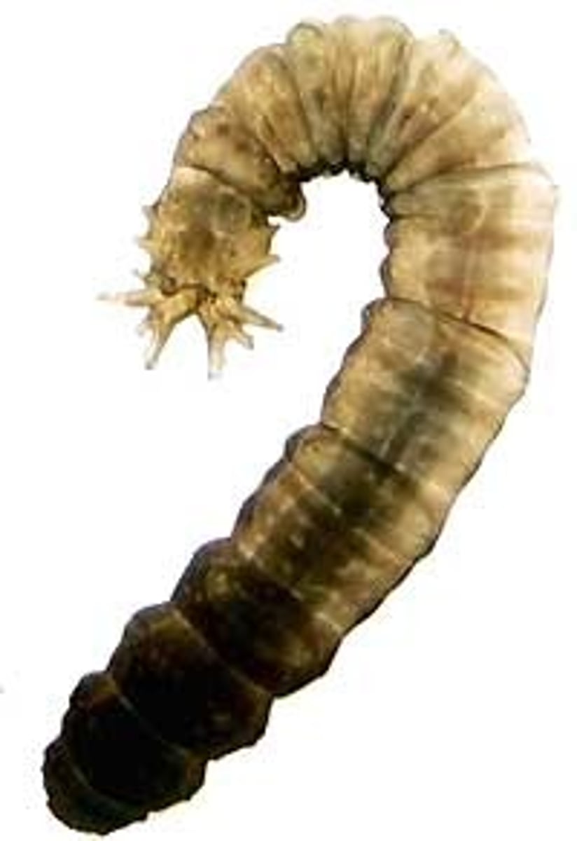 <p>small head, diptera</p>
