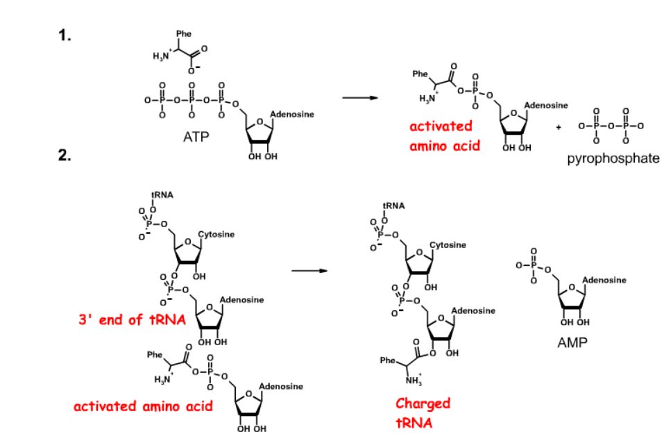 <p>Charged by amino acyl tRNA synthetases</p><p>Step 1: The amino acid is activated by the attachment of an AMP to the carboxylate group. This reaction requires ATP and releases pyrophosphate</p><p>Step 2: he amino acid is transfered to the 3'-OH of the tRNA, releasing AMP</p>