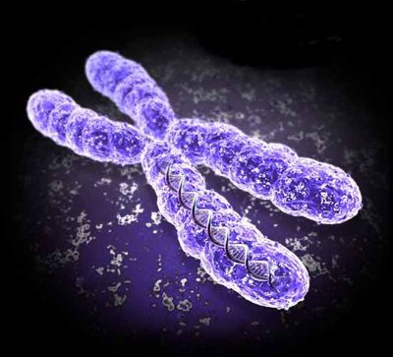 <p>long molecule found in the nucleus of cells made from DNA</p>