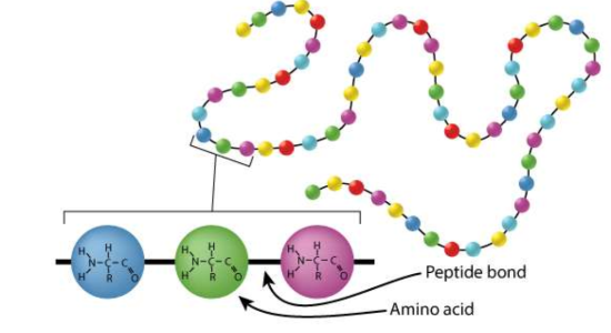 <ul><li><p>the sequence (or chain) of amino acids in a polypeptide chain</p></li><li><p>peptide bonds hold amino acids in the correct order</p></li></ul><p></p>