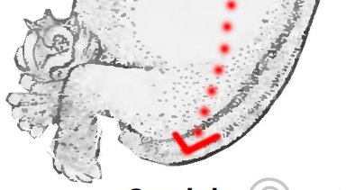 <p>Towards the tail (often used in embryology).</p>