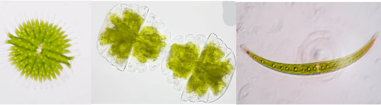 <p><span>unicellular protists belonging to the charophyte group of green algae. They occur in standing freshwaters. Each cell consists of two halves that are symmetrical mirror images of one another. The nucleus is found in the connecting bridge between the halves.</span></p>