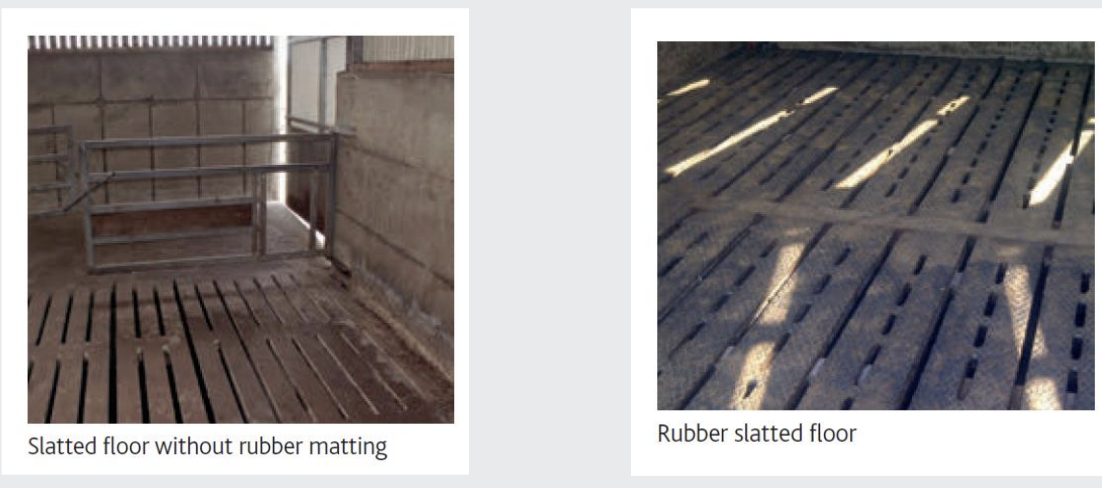 <p>Some growing cattle can be kept on slats with underground waste disposal systems </p><p>This is a large saving as no bedding is used</p>