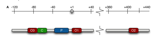 <p>lac-operon has 3 operators:</p><ol><li><p>strongest 01</p></li><li><p>downstream of CAP binding site 02</p></li><li><p>upstream of CAP binding site 03</p></li></ol><p>all 3 open means robust transcription of the region</p><p>all 3 occupied means transcription is suppressed 1000-fold</p><ul><li><p>if either 02 or 03 are open, it is suppressed 500-fold</p></li><li><p>both 02 and 03 open suppresses by 20-fold</p></li></ul><p></p>