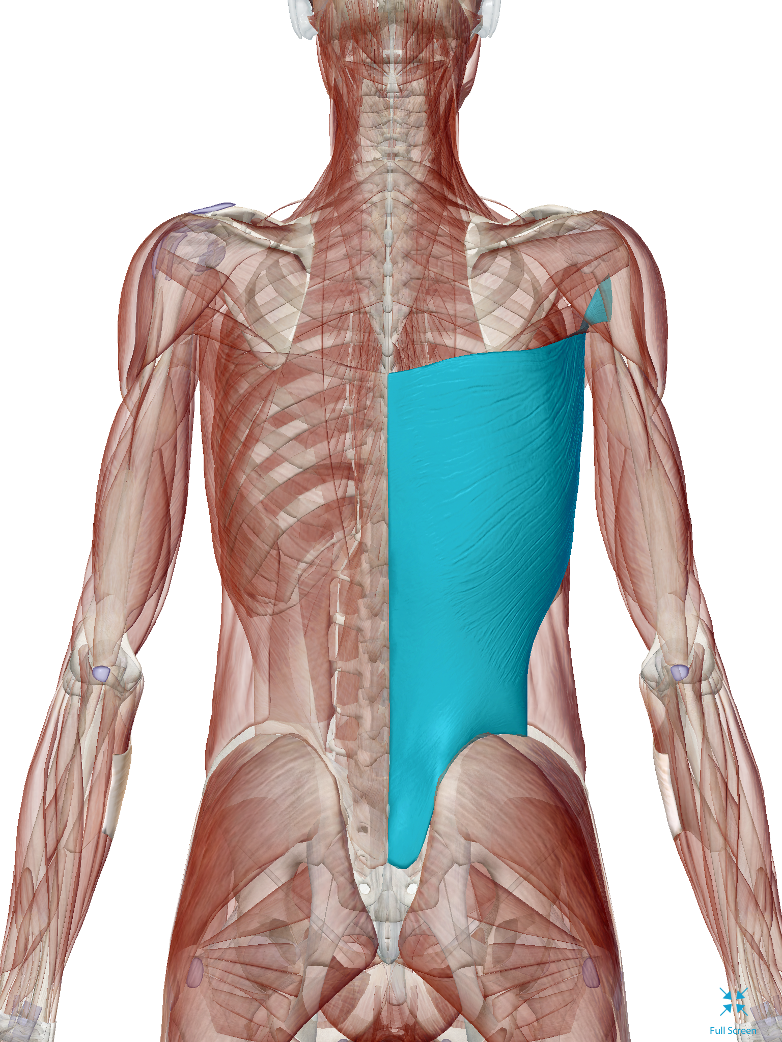 <p>origin is <span><span>Thoracolumbar fascia, iliac crest, lower vertebrae and insertion is Intertubercular groove</span></span></p>