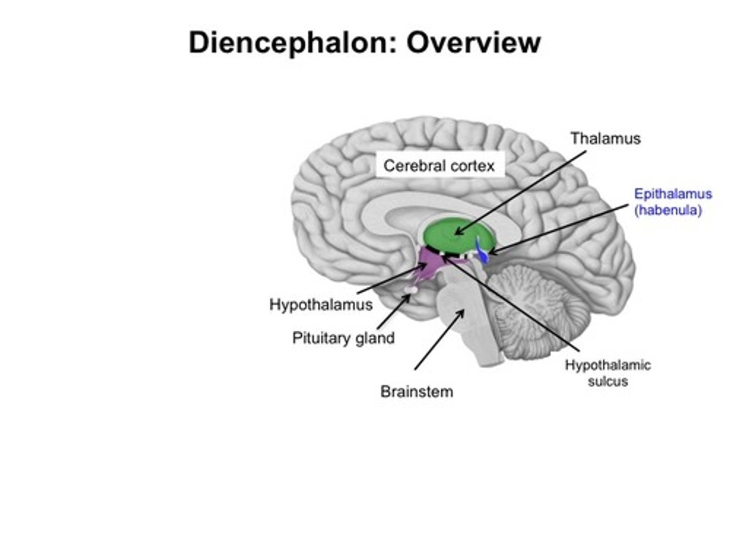<p>-Thalamus</p><p>-Hypothalamus</p><p>-Epithalamus (pineal gland)</p><p>-Subthalamus (mamillary bodies)</p>