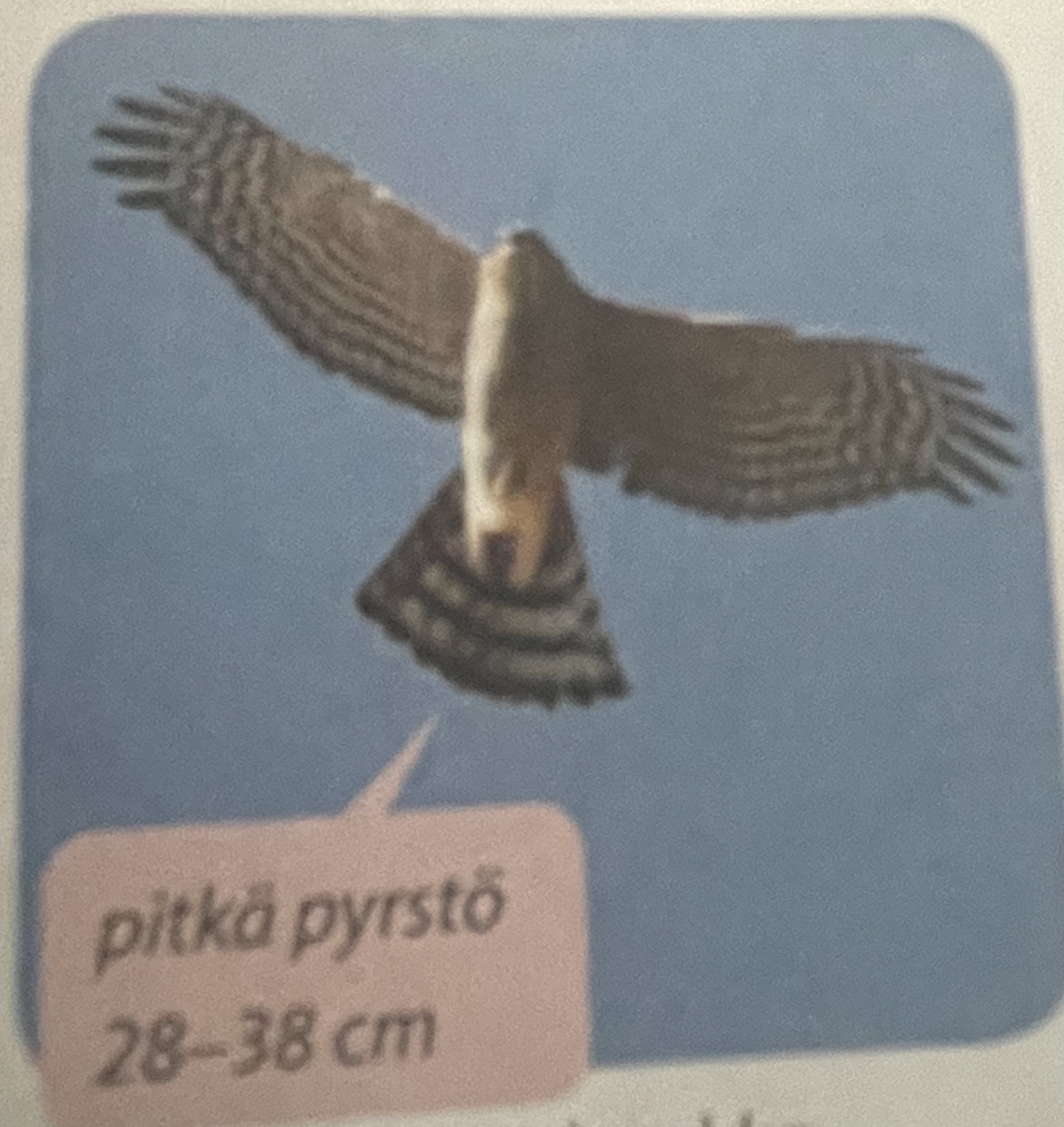 <p>mikä eläin</p>